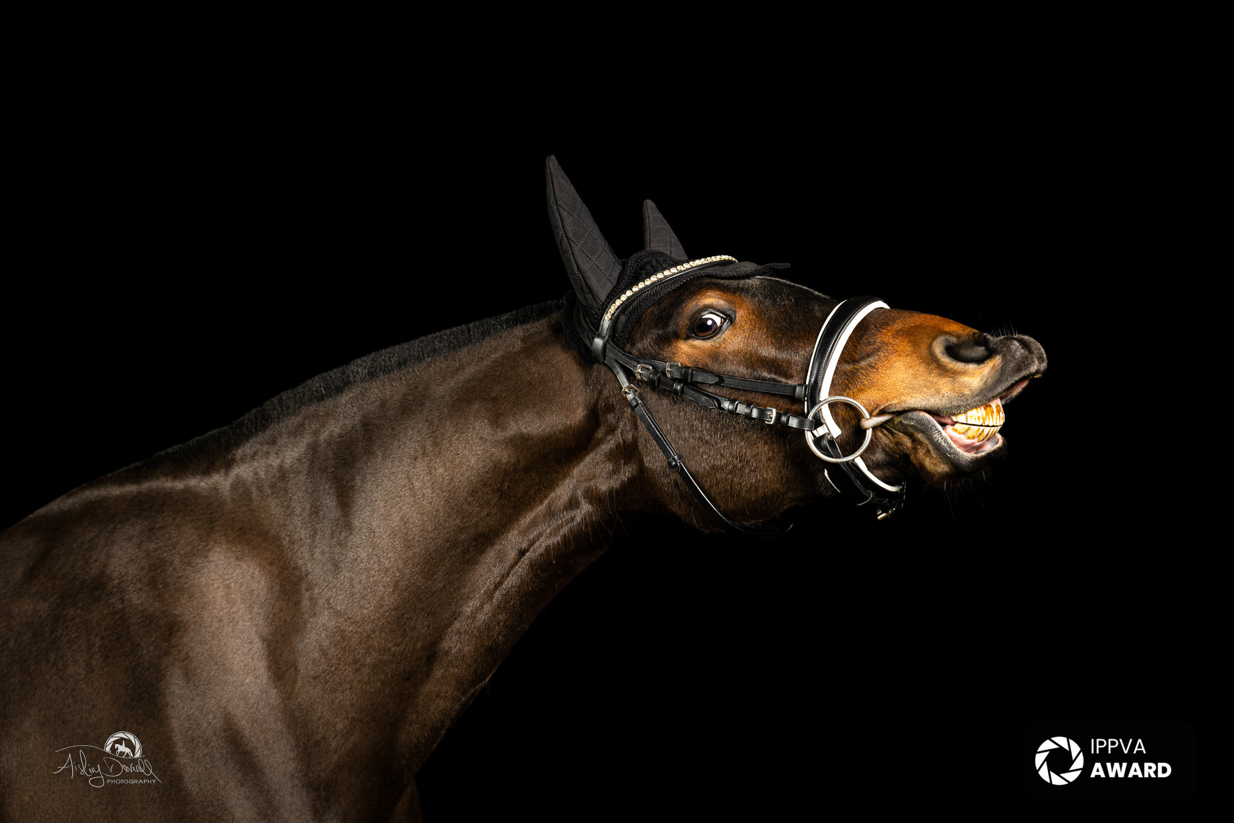 horse studio portrait photo with bay horse smiling