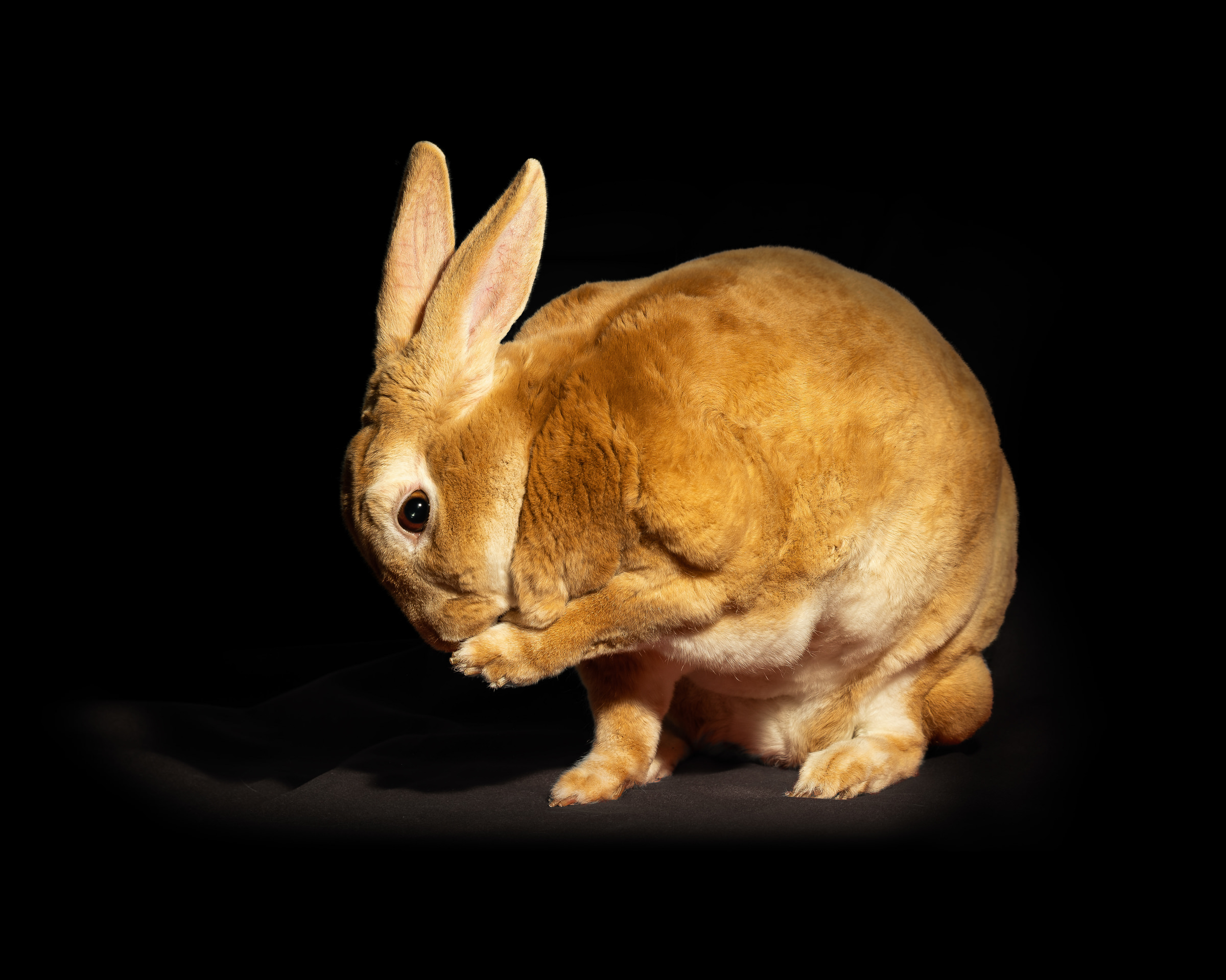 studio portrait photo of a rabbit grooming himself with a black background