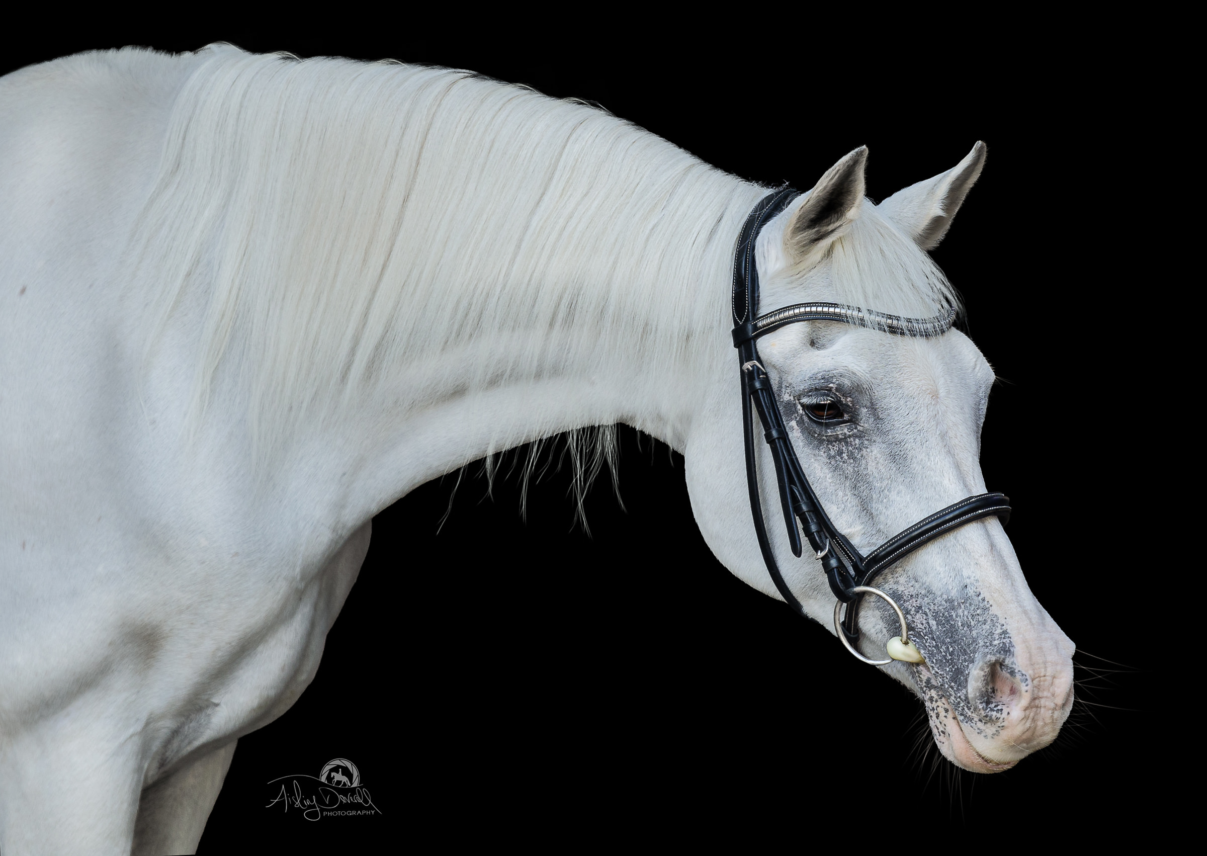 Arabian horse portrait on black background