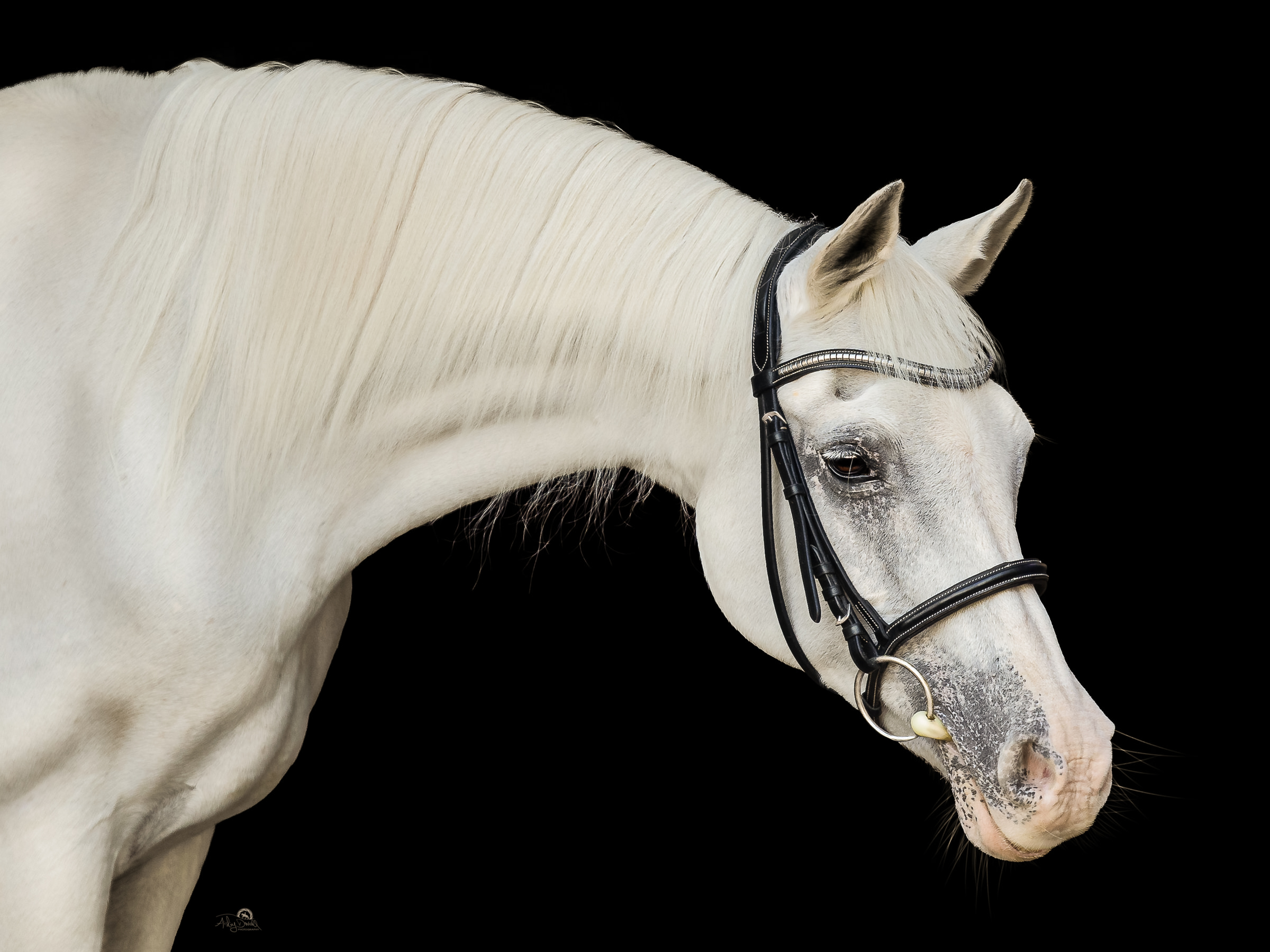 Grey Arabian horse portrait with a black background
