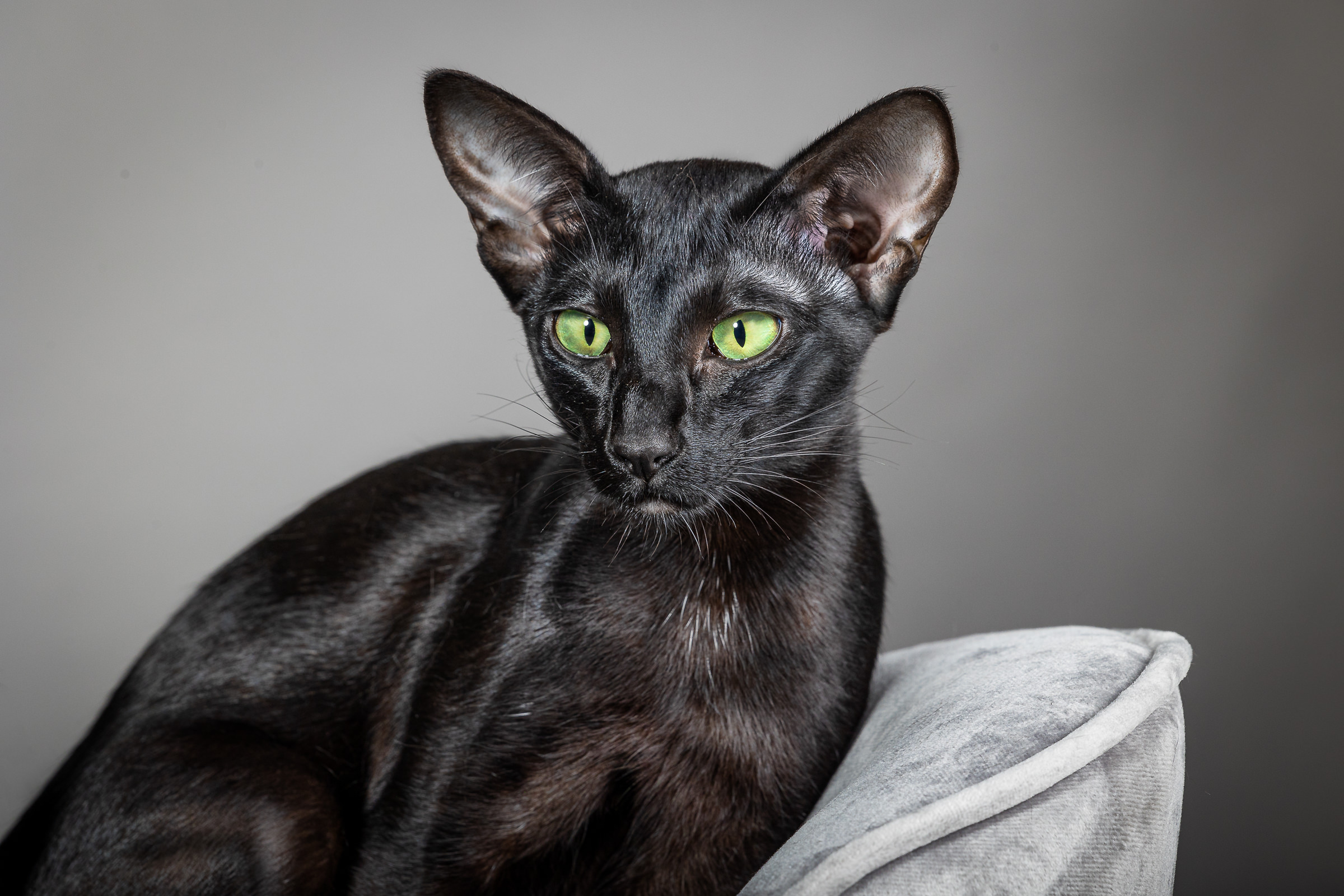 Black cat portrait with green eyes on grey background