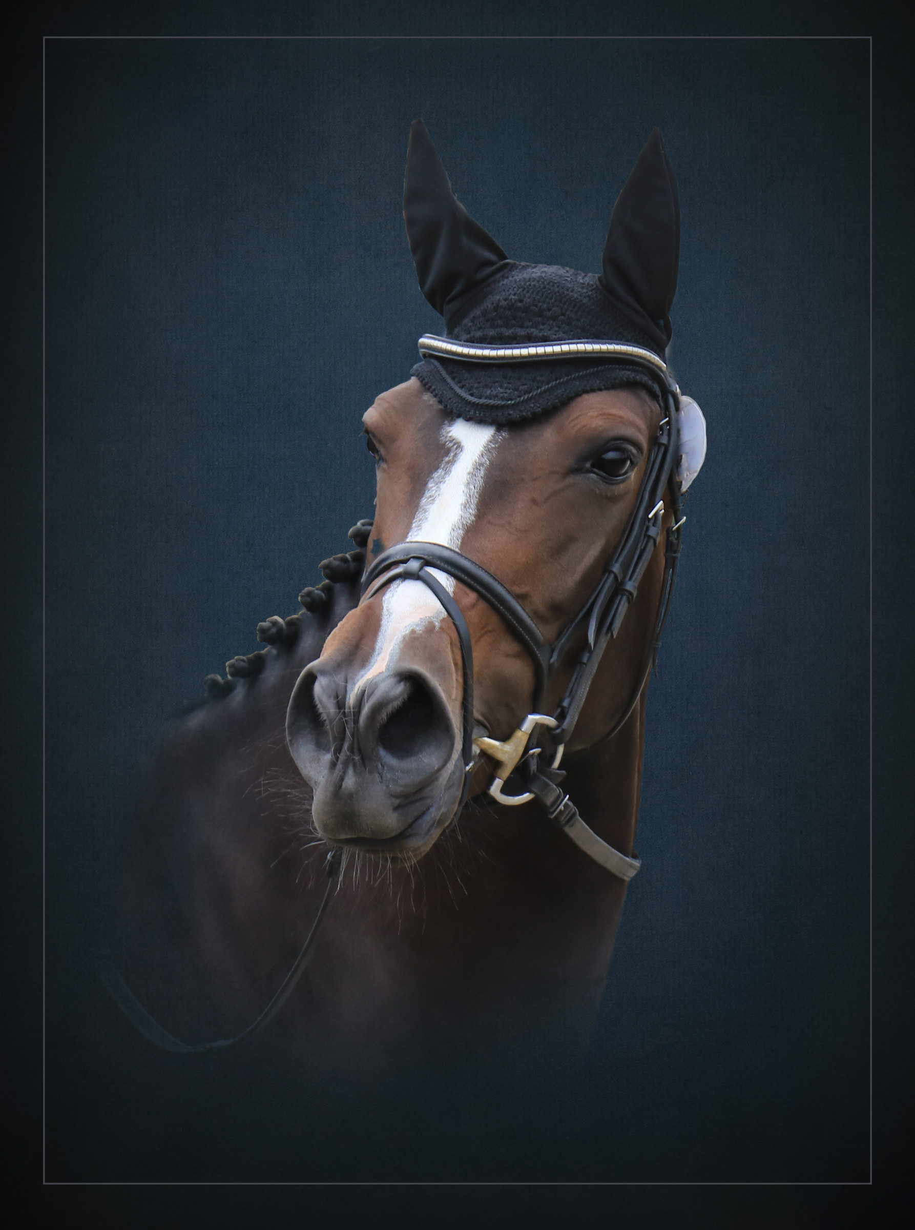 Fine art portrait of a horse with a navy photography studio background