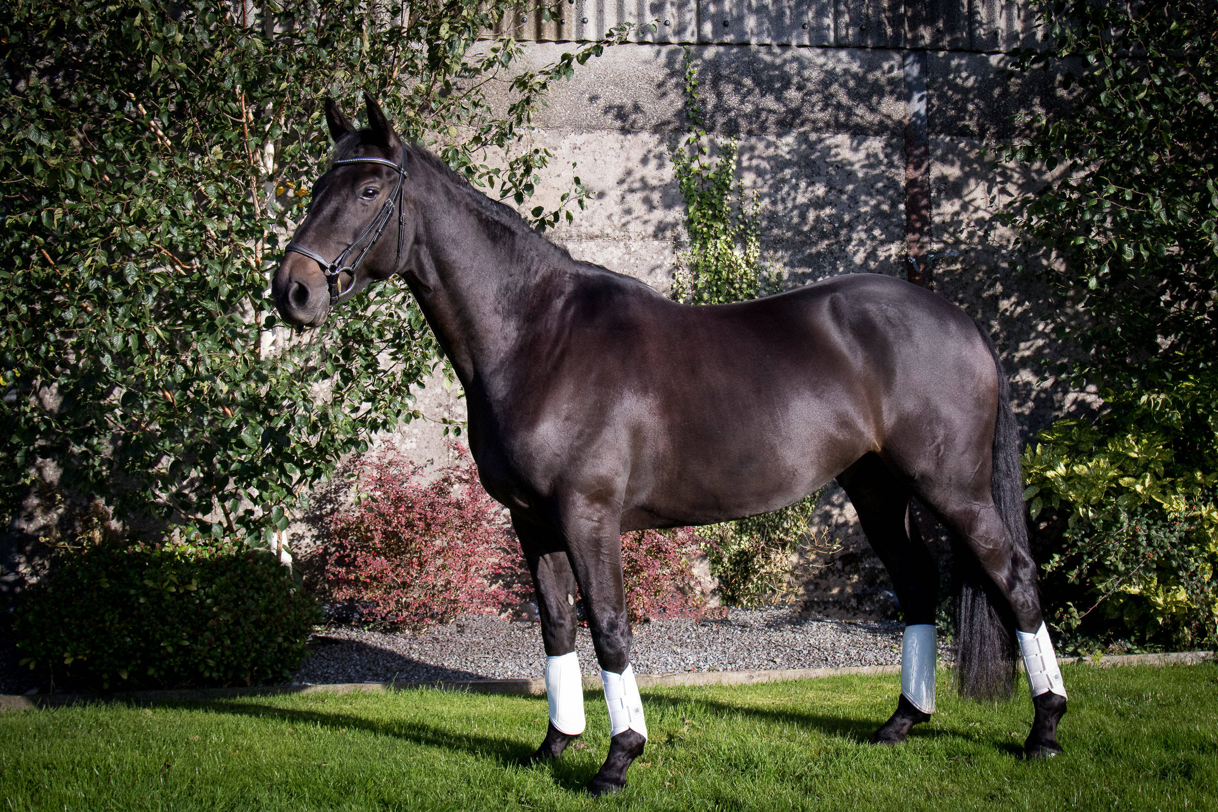 Photo of a dark brown horse stood up for sale