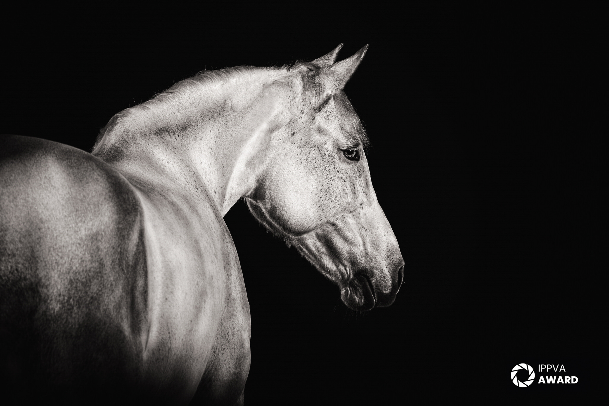 equine portrait in black and white with a black background