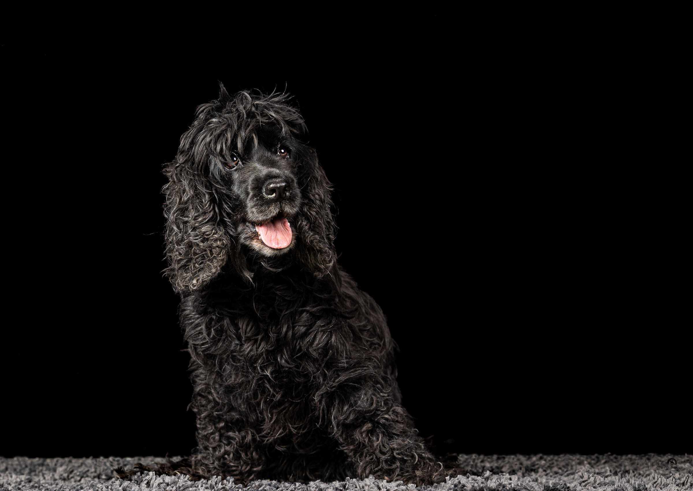 pet photography image of a black cocker spaniel in a studio with black background