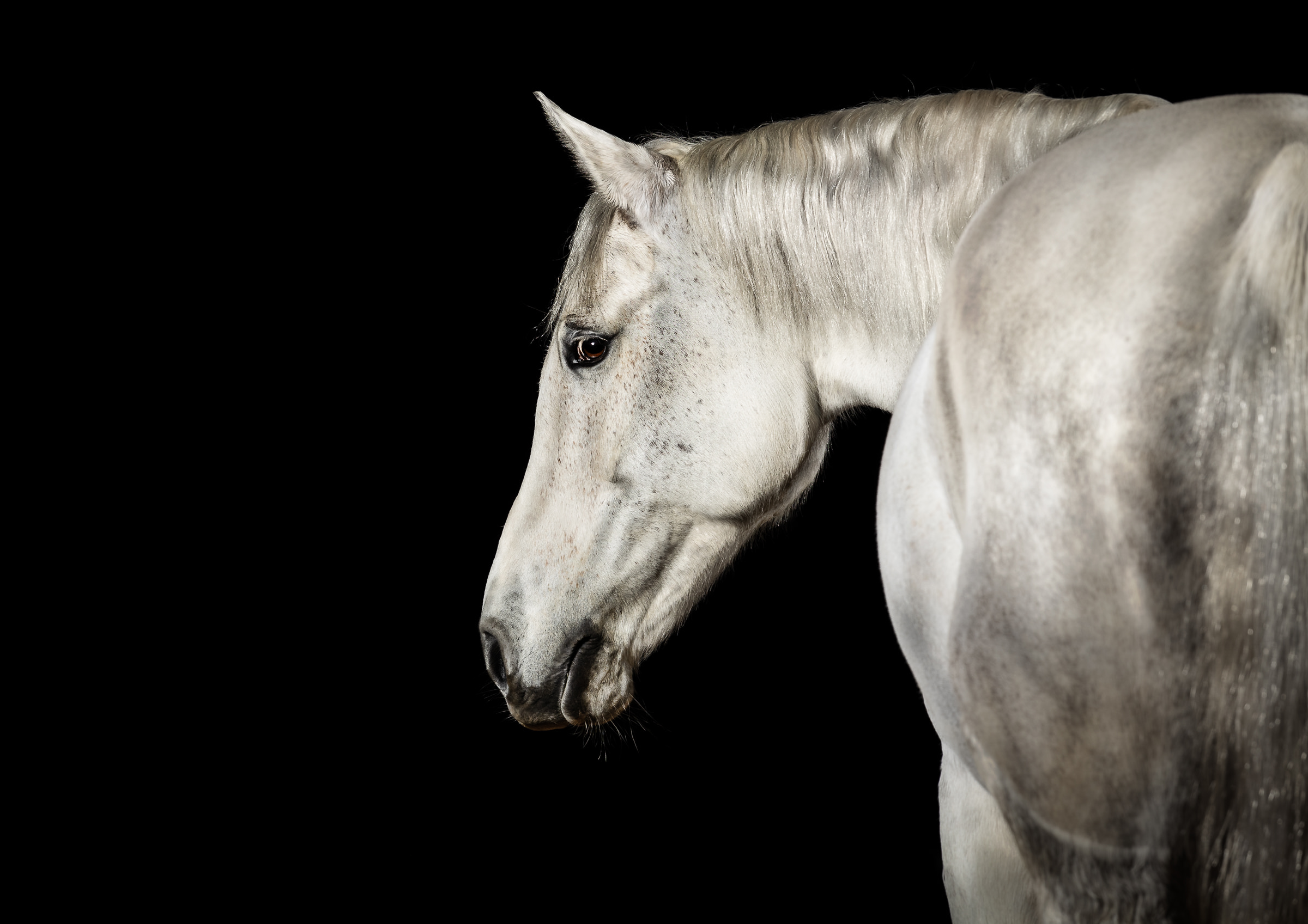 horse photograph of a grey horse with a black background looking back at the camera