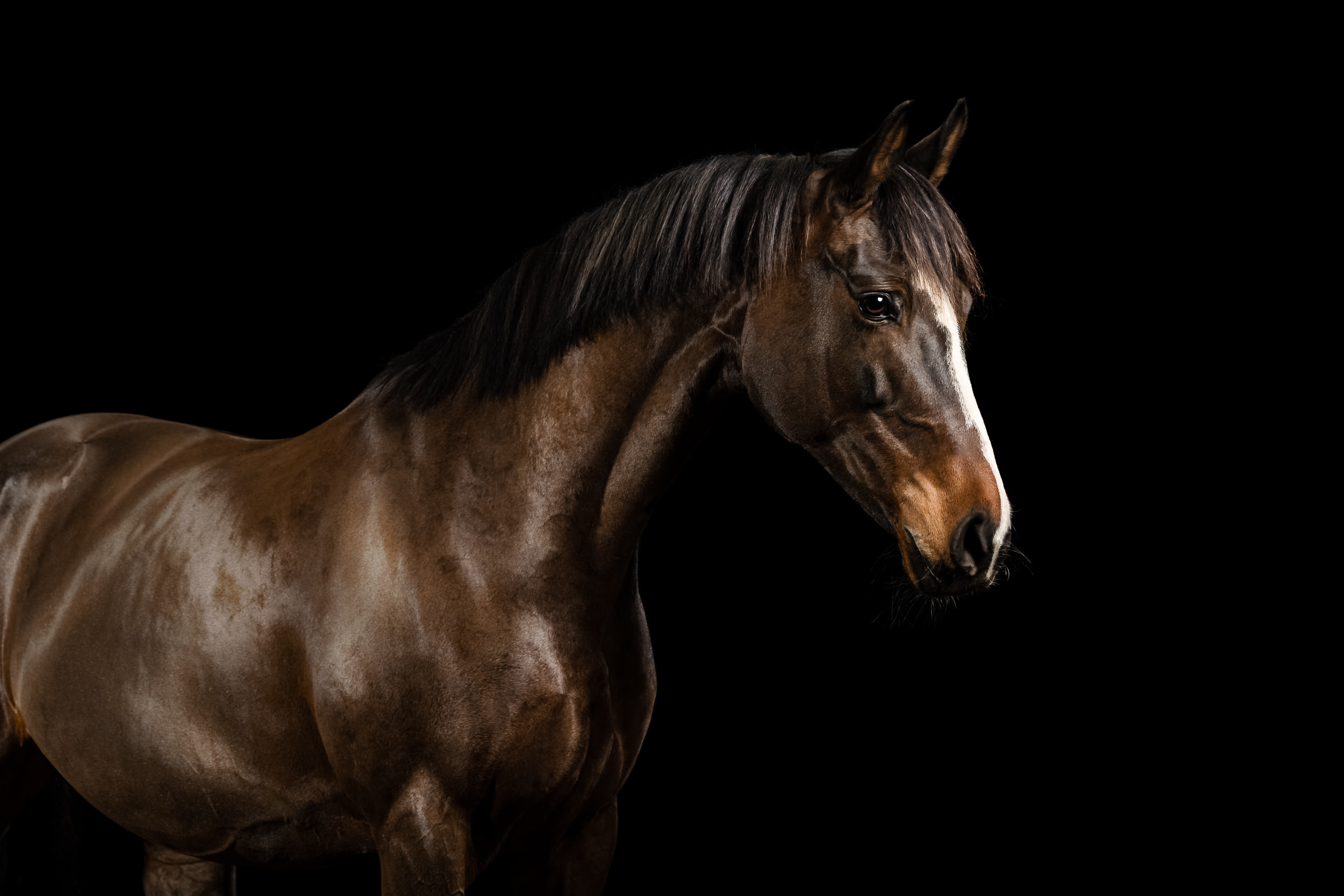 fine art studio portrait of a bay mare with white face markings