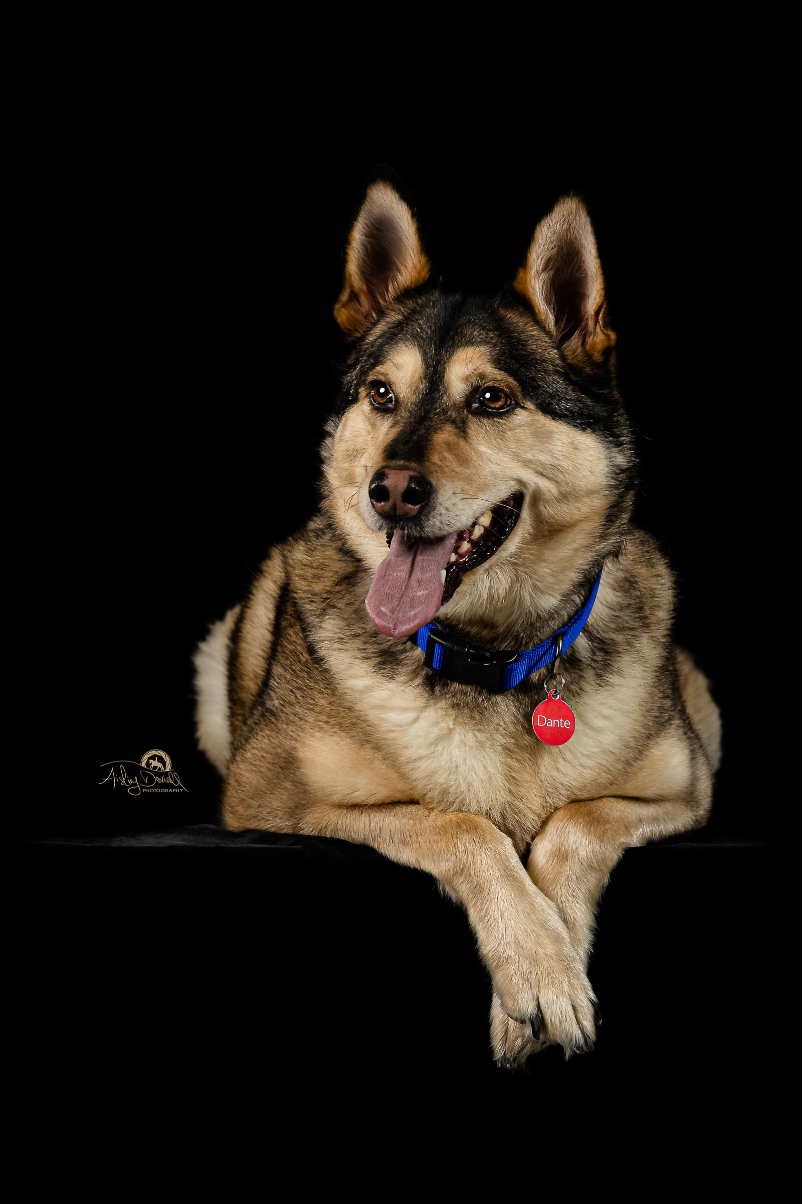 dog portrait photograph of a Husky German Shepard dog cross breed in a photographic studio with a black background