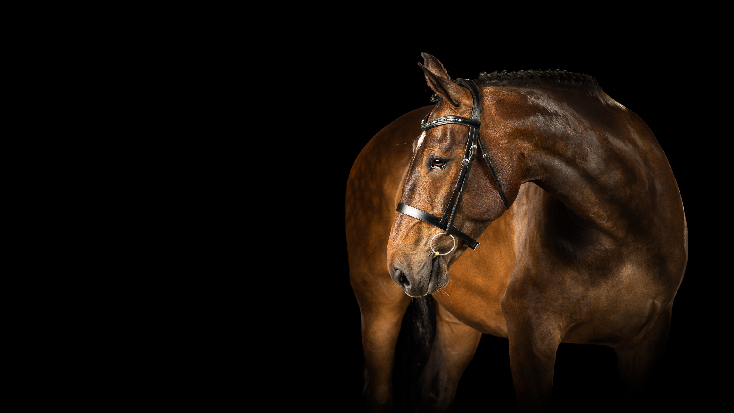 Studio portrait photo of a horse with bridle and plated mane