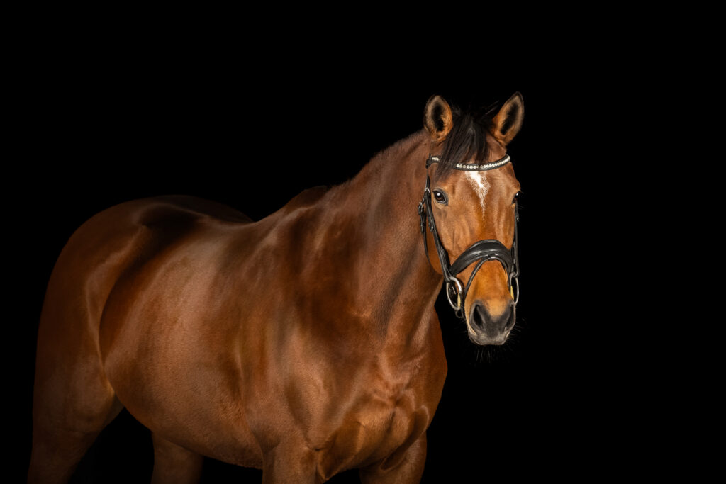 equine portrait photo of a thoroughbred racehorse taken in a photographic studio with a black backdrop