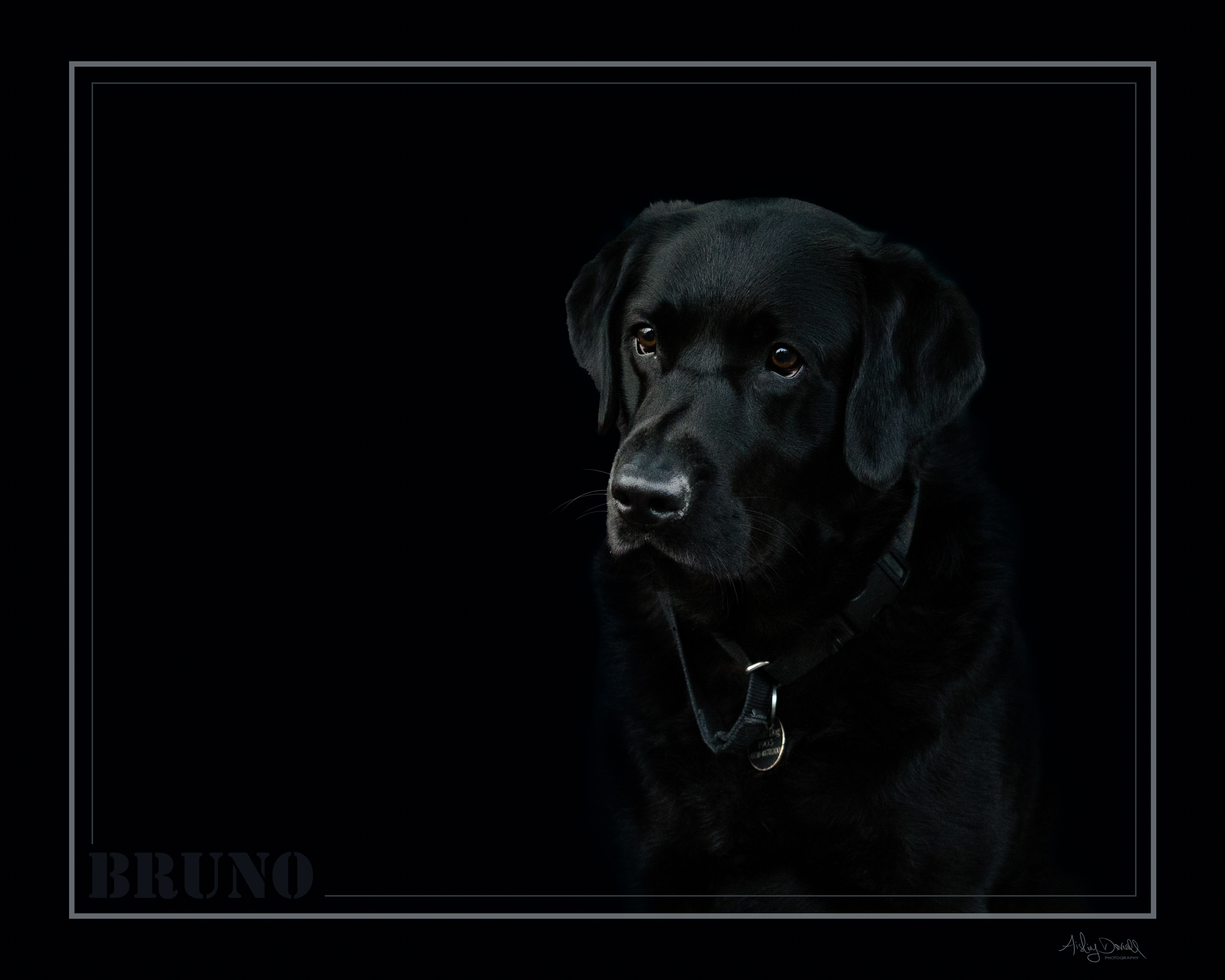 dog portrait photograph of a black labrador with a black background