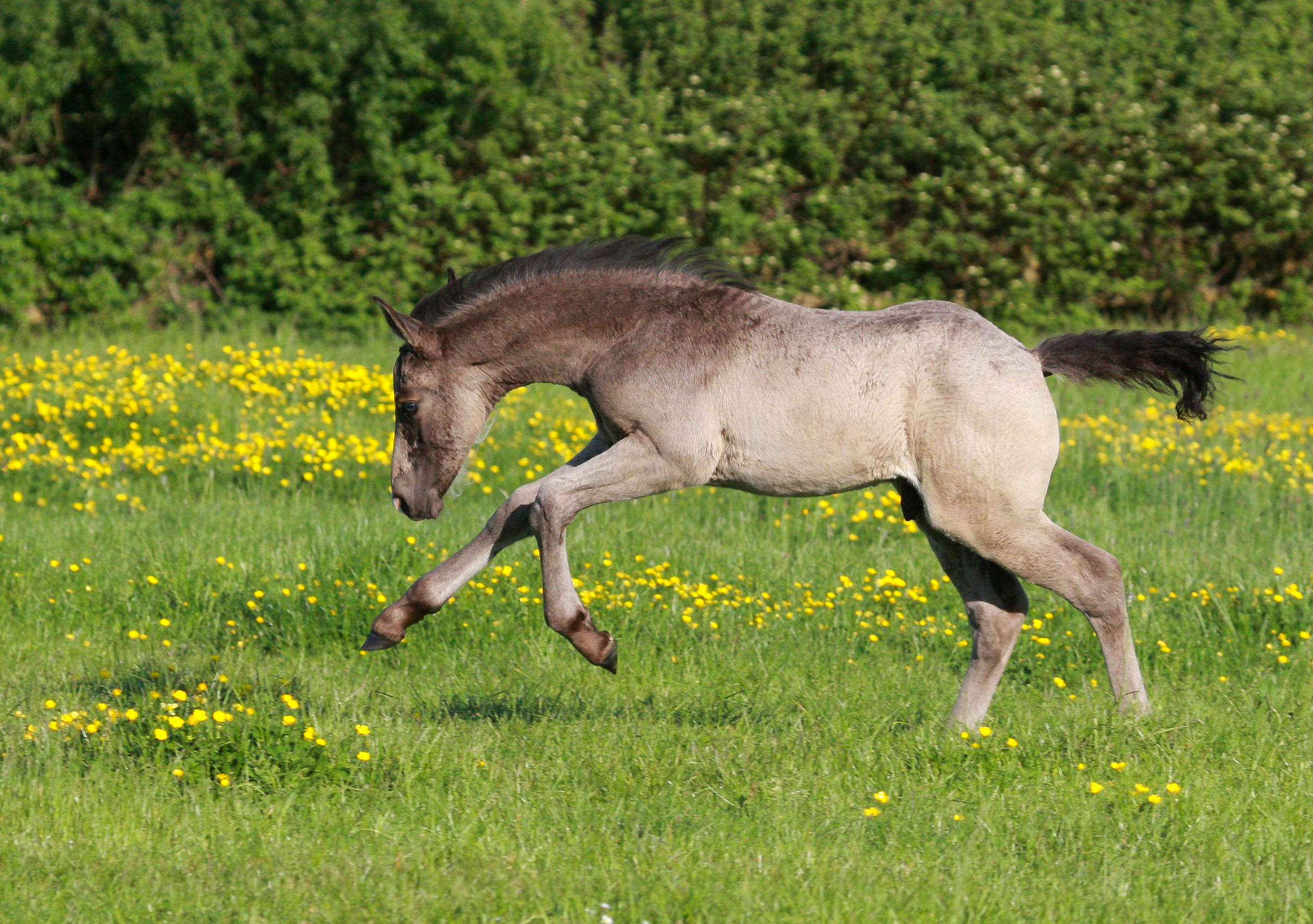 Dun Irish Sport Horse foal cantering in a green grass paddock