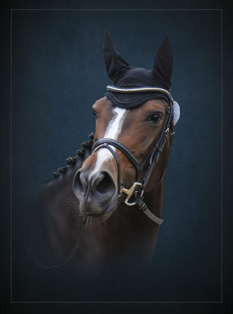 horse head fine art portrait with navy textured background