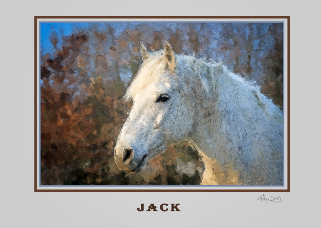oil painting effect digital art image of a grey Connemara pony's head