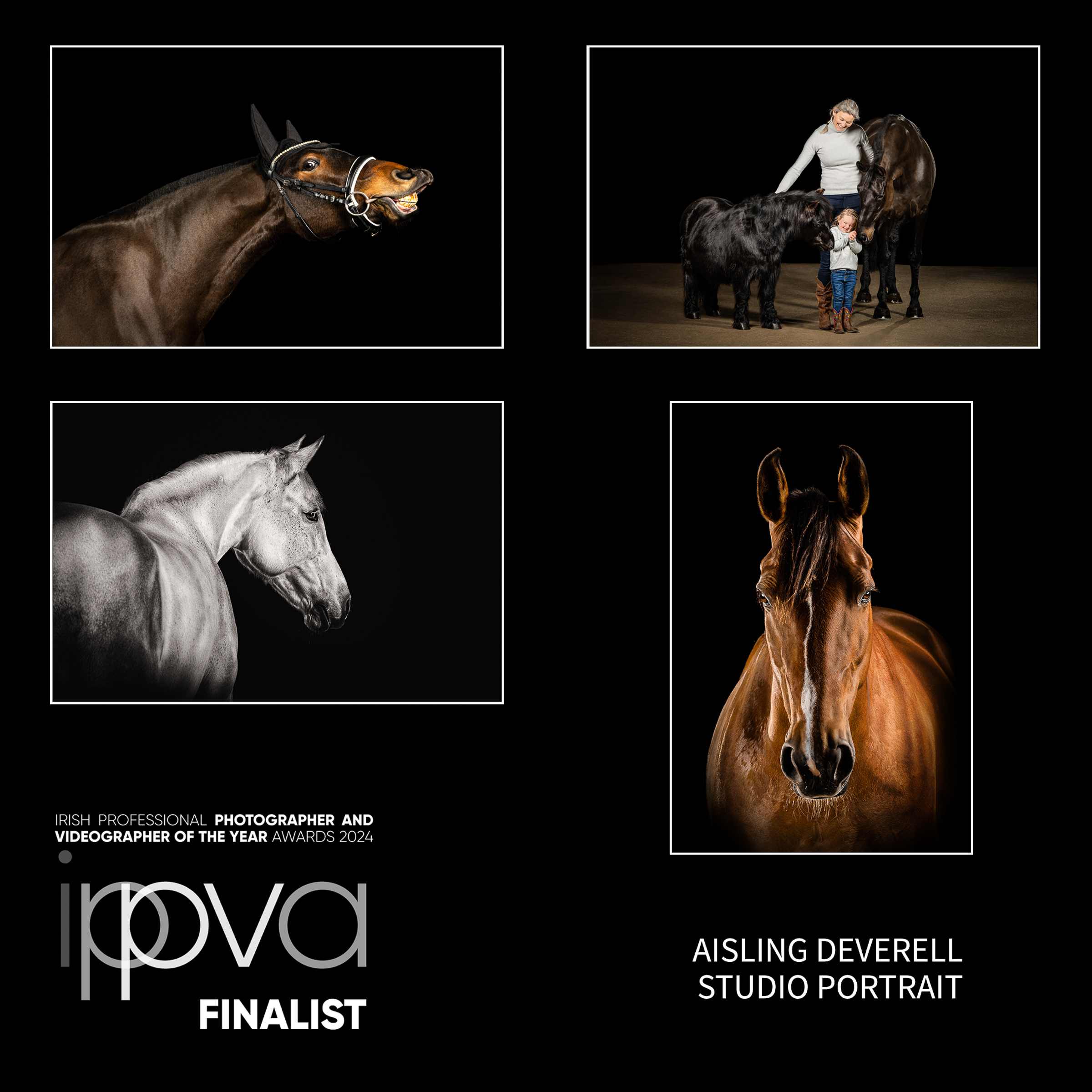 collage of equine photography studio portraits