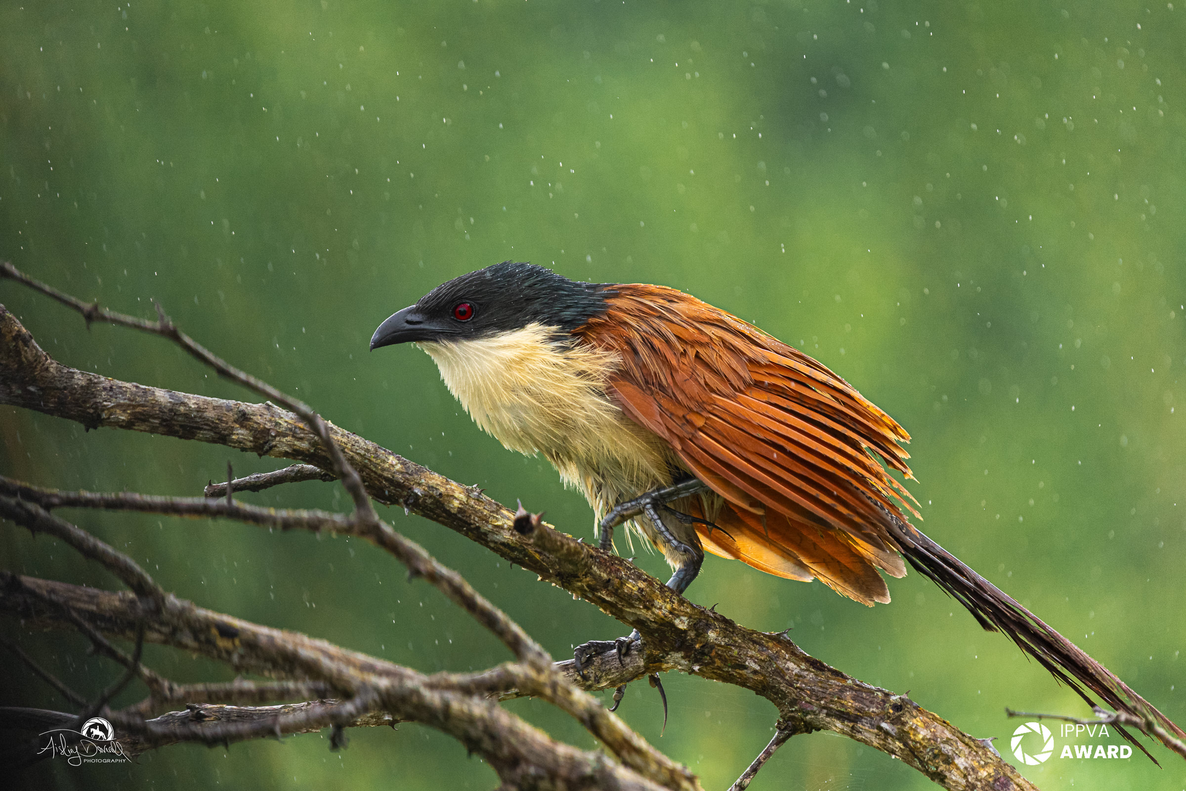 IPPVA award winning photo of a Burchell's Coucal bird in the rain