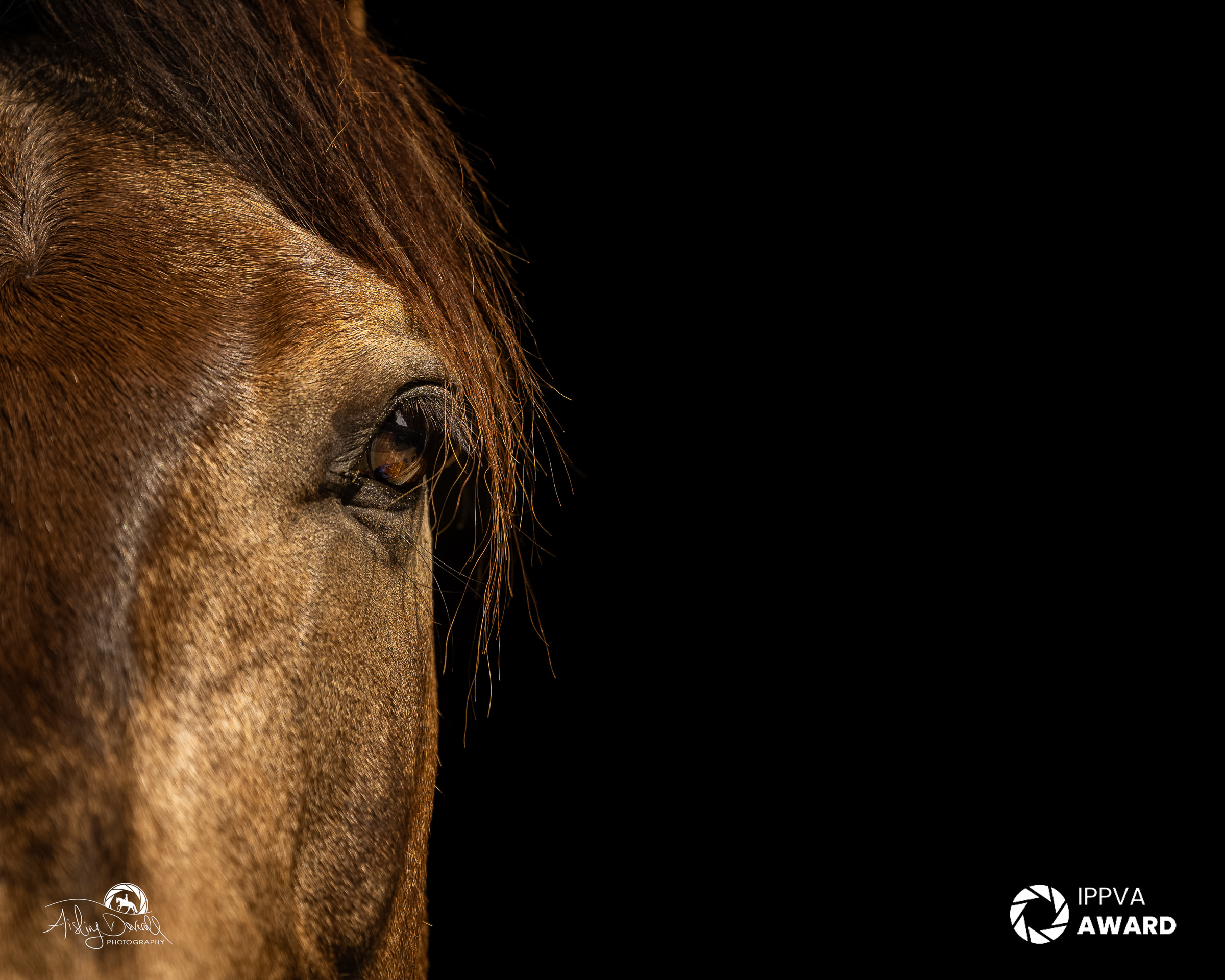 IPPVA award winning image of a horse head up close with black background