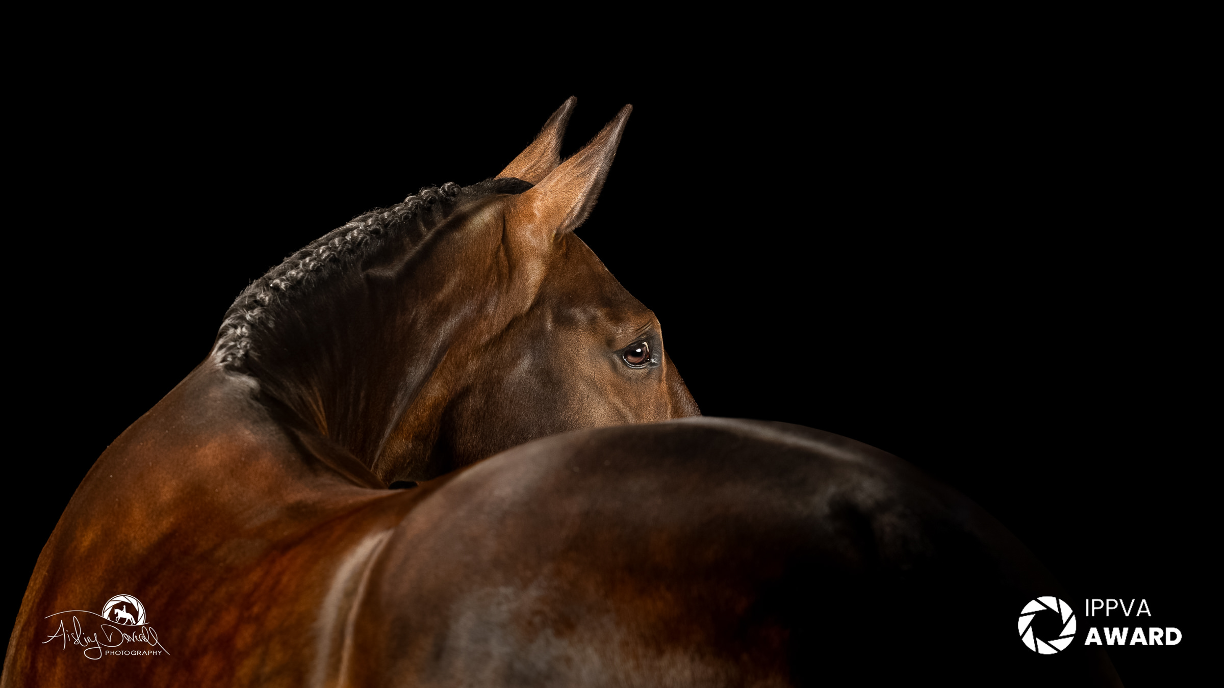 IPPVA award winning studio portrait of a bay horse with plaited mane