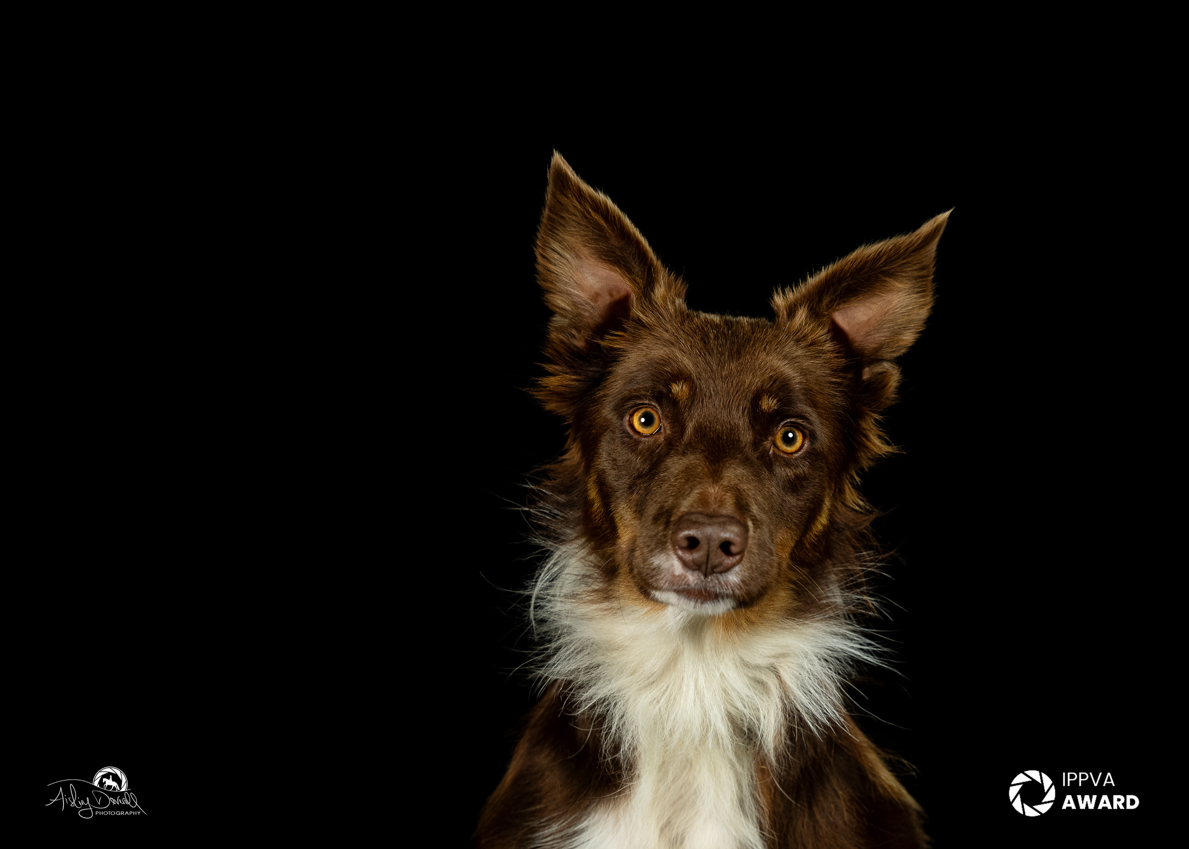 award winning pet portrait of a brown and white collie dog