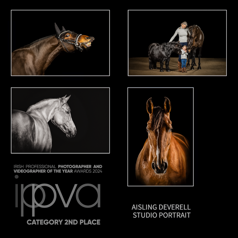 2nd Place IPPVA Studio Portrait Photographer of the Year 2024 collage of horse images
