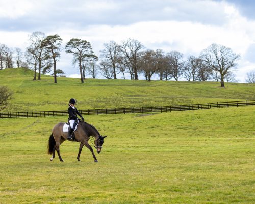 stock image of a horse and rider walking in a green field with trees and a post and rail fence behind them