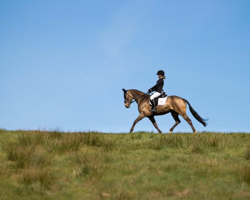 Horse and rider trotting across a field of green grass with a blue sky behind