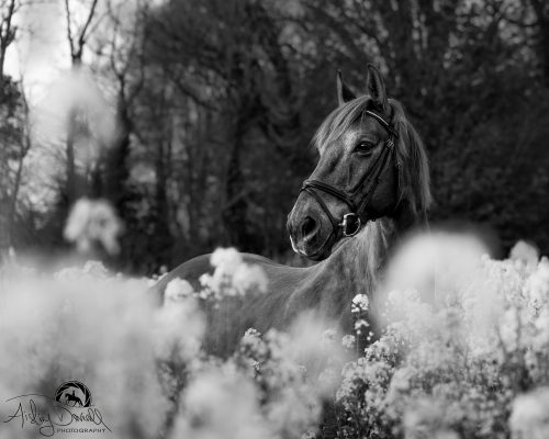 black and white horse head portrait photo in a field of flowers