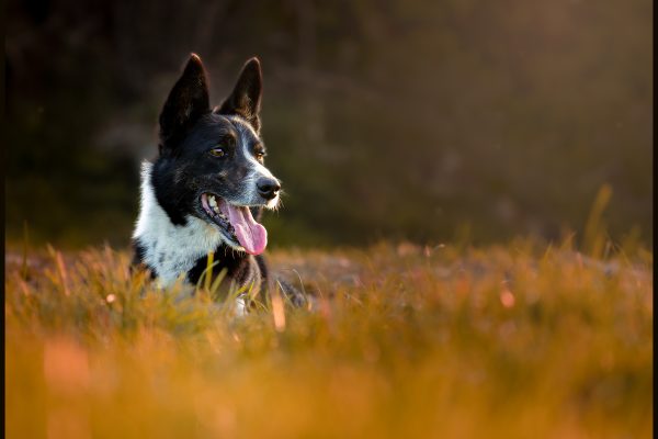 Outdoor pet portrait with natural golden hour light of a sheep dog sitting in grass with autumnal colours