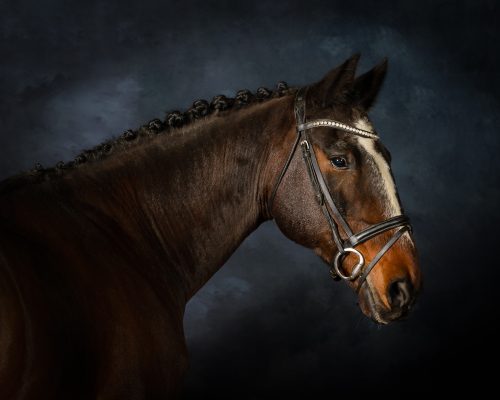 Fine art photo pf a horse with a white face on a blue photographic backdrop