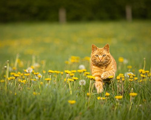 Pet photograph of a ginger tabby cat running towards the camera in a field of grass and yellow dandelion flowers