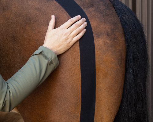 Equine commercial photography image for branding physiotherapy