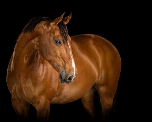 equine portrait photo of bay horse in a photo studio with black background