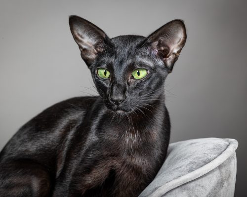 Black cat portrait with green eyes on grey background