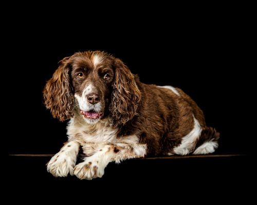 dog portrait photo of a brown and white springer spaniel with a black background