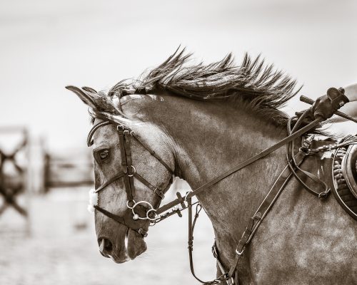 monochrome photo of a horse's head with bridle on and mane blowing
