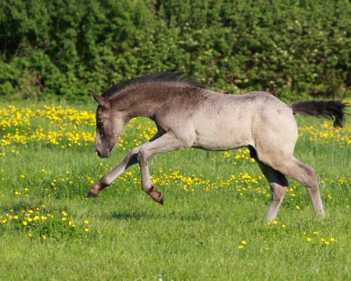 Dun Irish Sport Horse foal cantering in a green grass paddock