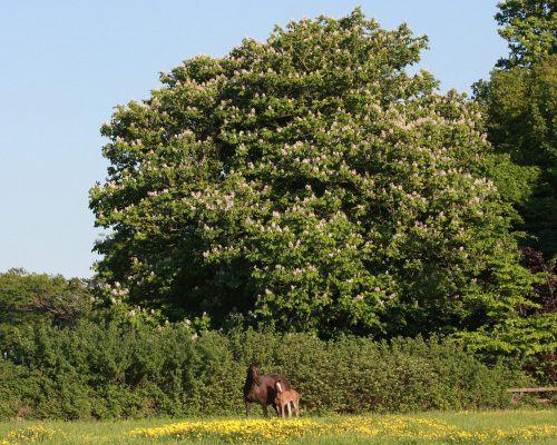 Bay Irish Sport Horse mare with foal under a horse chestnut tree in a green field with yellow flowers