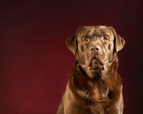 Chocolate Labrador dog portrait photo on a red background